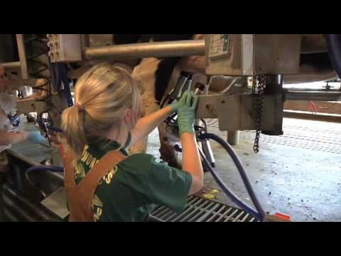 Penn State's creamery, from the cow to the cone